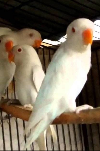 mengenal lovebird creamino klanggenan