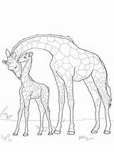 Baby Giraffe Coloring Mother Pages Drawing Adult Printable Giraffes Kids Animals Animal Mom Drawings Books Colors Nursery Color Colour Zoo sketch template