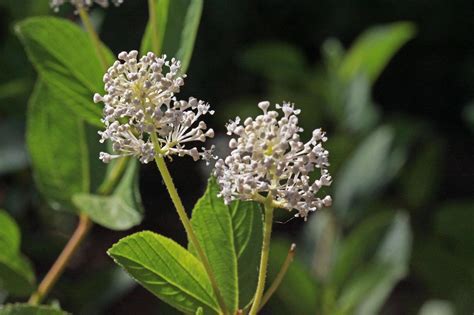 jersey tea information growing  jersey tea shrubs shrubs plants tea plant