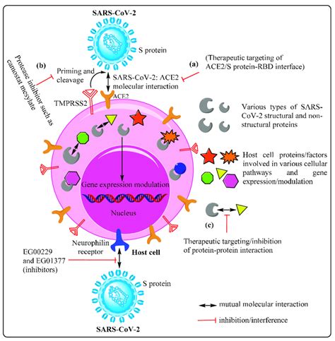 host cell receptormoleculesfactors  therapeutic targets   scientific diagram