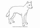 Dingo Colouring Australian Aboriginal Activityvillage Dingoes sketch template