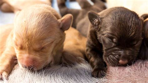 care  newborn puppies