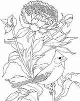 Coloring Cardinal Flower Bird Pages Indiana Peony Drawing Printable State Rose Birds Supercoloring Aves Para Desenhos Cherokee Gif Color Imagem sketch template