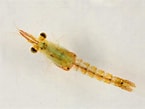 Image result for "leptomysis Lingvura". Size: 145 x 109. Source: www.aphotomarine.com