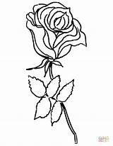 Rosen Blumen Ausmalen Ausmalbild Frunze Trandafir Rosa Kolorowanki Róża Wydruku Bukiet Rysunek Supercoloring Obraz Clopotel Kostenlosen Darmowe Imprimé sketch template