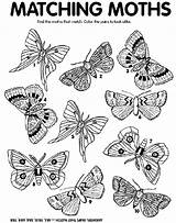 Moth Coloring Match Pages Crayola Moths Print Matching Color Crayon Colors Find Craft Au sketch template