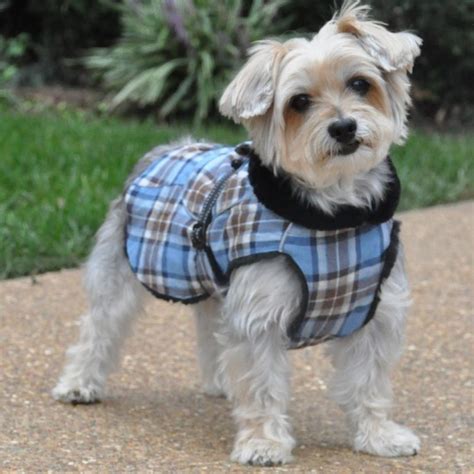 dogs wear clothes carolinejoy blog