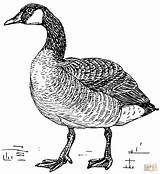 Goose Coloring Geese Canada Clipart Drawing Pages Clip Canadian Svg Printable Cliparts Duck Ducks Walking Bird Line Easter Transparent Library sketch template