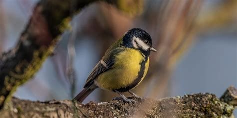 chickadee bird feeders bird informer