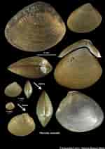 Afbeeldingsresultaten voor "nucula Sulcata". Grootte: 150 x 212. Bron: naturalhistory.museumwales.ac.uk