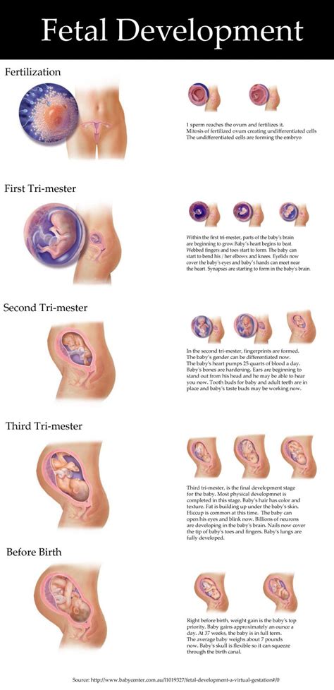 Fetal Development Visualization Visual Ly Fetal Development