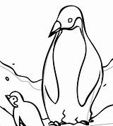 Penguin Coloring Adelie Sensational Cute Pages Getcolorings Getdrawings sketch template