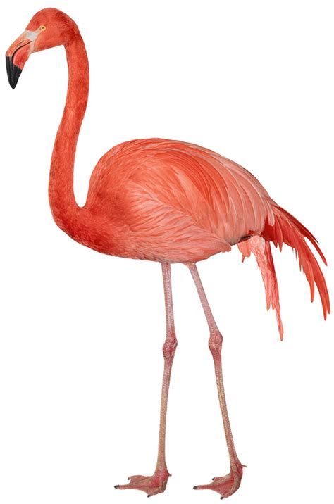 flamingo png transparent png