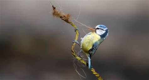 a blue tit diary bto british trust for ornithology