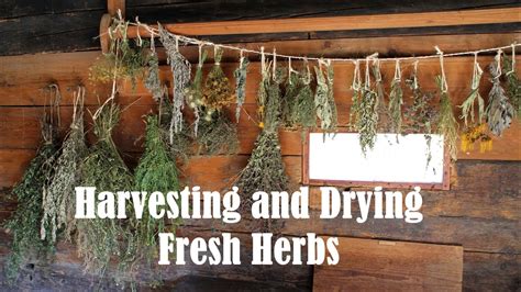 Harvesting And Drying Herbs Youtube