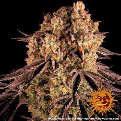 purple punch™ cannabis seeds barneys farm®