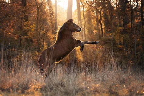 horse photography tips  impactful  creative