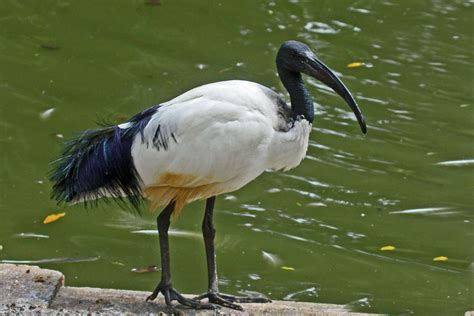 fileafrican sacred ibis rwdjpg