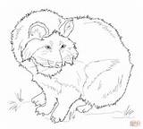Tanuki Raccoon Dog Coloring Pages Drawing sketch template