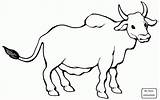 Coloring Bull Zebu Pages Bulls Angus Drawing Para Colorear Clipart Super Toro Dibujos Printable Color Inspired Cattle Birthday Dibujo Supercoloring sketch template