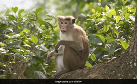 china buying  lakh endangered monkeys  experiments sri lanka