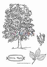 Tree Beech Colouring Pages Coloring Drawing Color Activity Village Trees Explore Choose Board Activityvillage sketch template