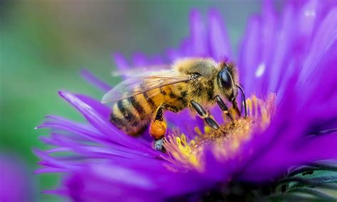 bees  remember human faces    surprising facts   important insects