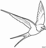 Hirondelle Vogel Oiseau Umriss Oiseaux Tattoo Perroquet Malvorlage Dory sketch template