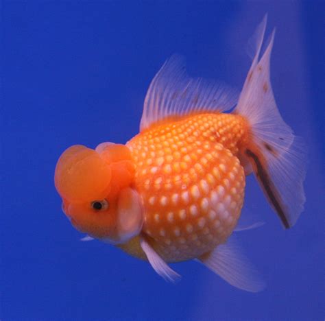 hd animals goldfish
