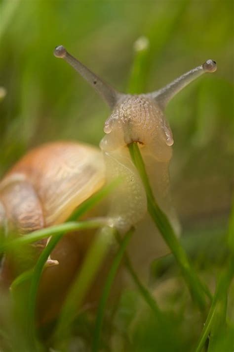 look at this snail eating grass appreciate it now move on imgur healthy dishes