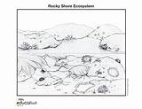 Ecosystem Rocky Shore National sketch template