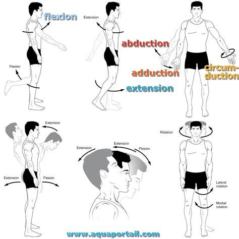 schematic  shoulder abductionadduction  vertical flexion
