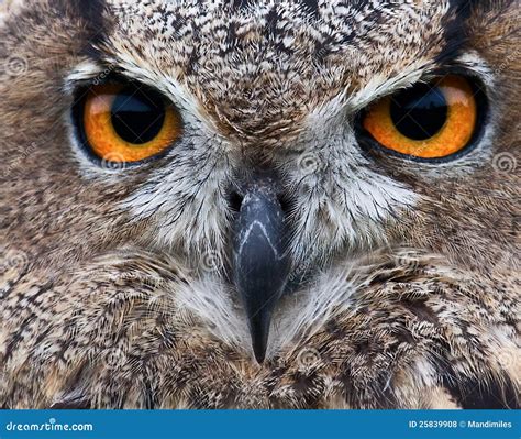 piercing owl eyes stock photo image  eurasian hunting