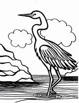 Crane Coloring Bird Swamp Pages Drawing Animals Netart Getcolorings Getdrawings sketch template