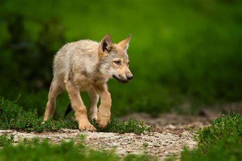 cute baby wolf wallpapers wallpapersafari