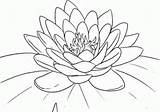 Lotus Coloring Flower Colouring Printable Flowers Sheets Popular sketch template