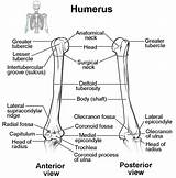Humerus Bones Limb Identify Unlabeled Elbow Humerous Proximal Articulates Physiology Joints Ulna Radius Tuberosity Fossa Coronoid Memorize Trochlea Deltoid Scapula sketch template