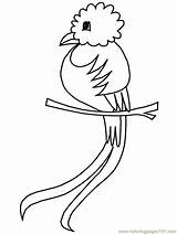 Quetzal Coloring Pages Mexico Kids Birds Guatemala Bird Animals Printable Letter Flag Parrots Cartoon Animal Clipart Print Crafts Mexican Library sketch template