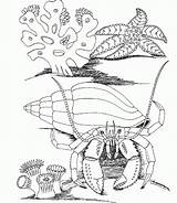 Colorat Fise Planse Grassland Subacvatica Lumea Getdrawings sketch template