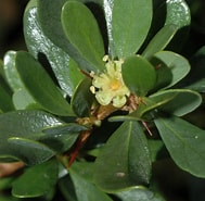 Image result for "aeginella Spinosa". Size: 189 x 185. Source: www.plantsystematics.org