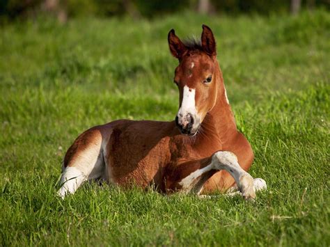horse foal baby animals photo  fanpop