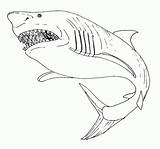 Requin Imprimer Tigre Animaux Dauphin Dessins Coloriages Bouledogue Enfant Vrai sketch template