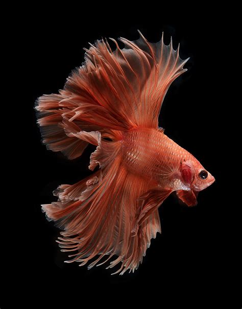 fotografo registra  beleza dos peixes de briga siameses marte   os fracos