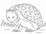 Hedgehog Coloring Pages European Cute Printable Animals Colorings Categories sketch template