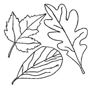 leaves coloring page crafts  worksheets  preschooltoddler