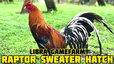 larry romero raptor sweater libra gamefarm dexter oralde canlaon