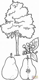 Pear Tree Birnbaum Ausmalbild Kolorowanki Ausdrucken Grusza Alberi Supercoloring Ciliegio Vorlage Kolorowanka Ispirazione Dzieci Druku sketch template