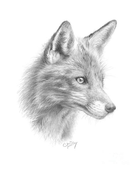 red fox drawing  chris mosley