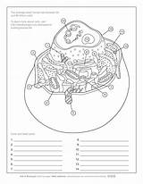 Aab Askabiologist Asu sketch template