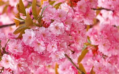 beautiful pink japanese sakura tree mac wallpaper